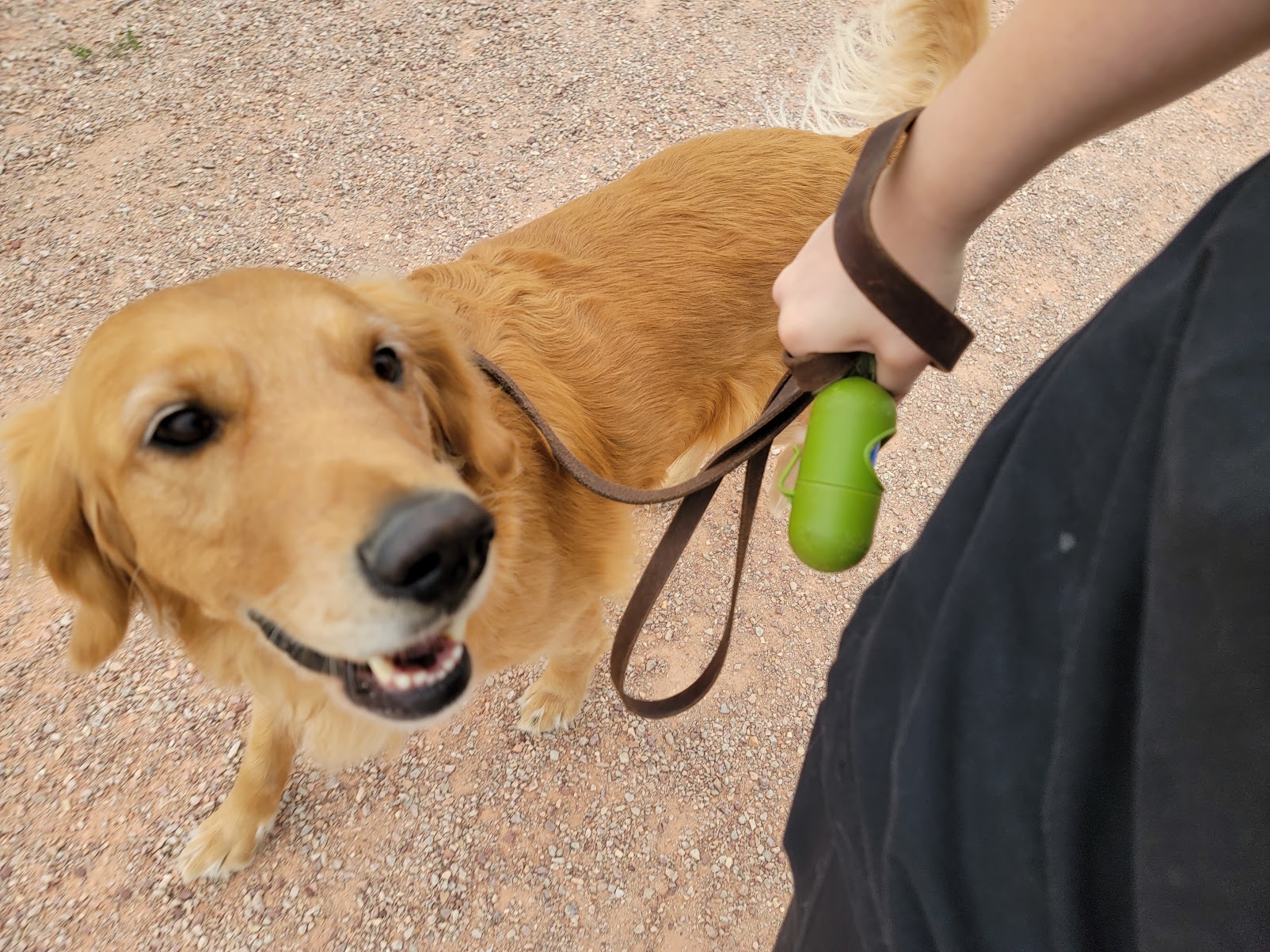 Charlie, a golden retriever, looking up at the camera on a leashed walk