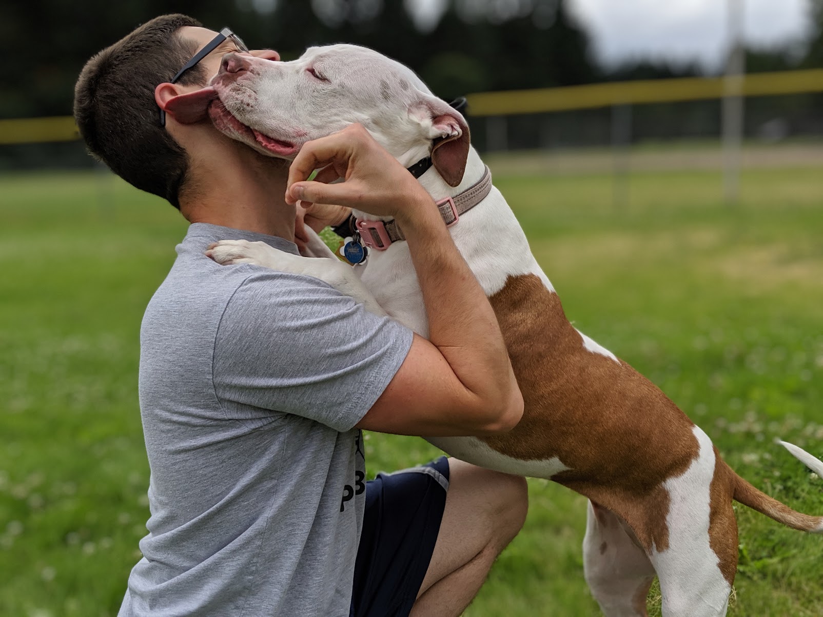 Piper, a white and tan pit bull, jumping up to lick a man's face in a park